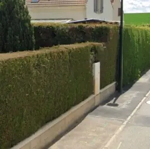 taille de haie bois d arcy