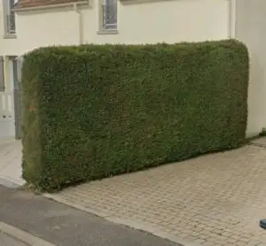 taille de haie plaisir